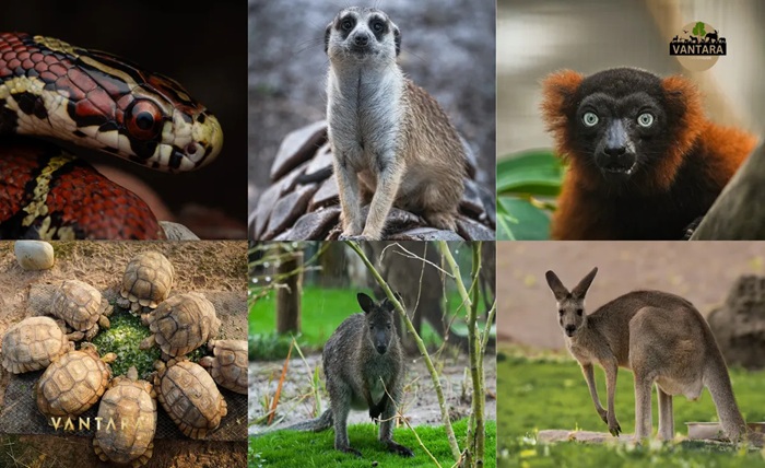 vantara jamnagar ticket price